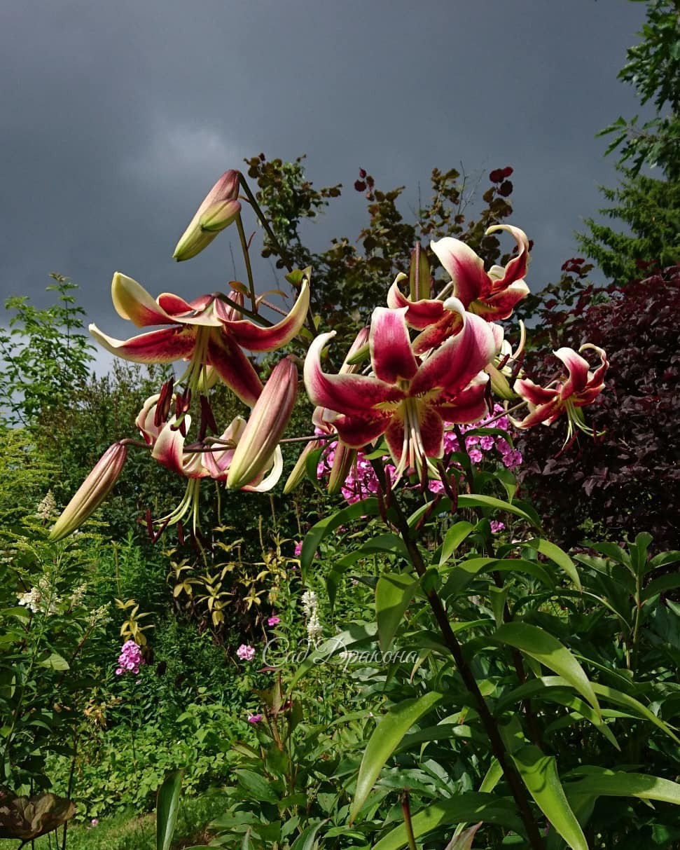 Лилия "Шехерезада" и несколько картинок нижнего сада. 🌺🌧🌾🌼 Ненастное небо, 💜 иногда проглядывает солнце, ☀ и внезапно налетают дожди 🌧🌈🌧 Всё это создаёт динамичный пейзаж 😍😁☔️🌤