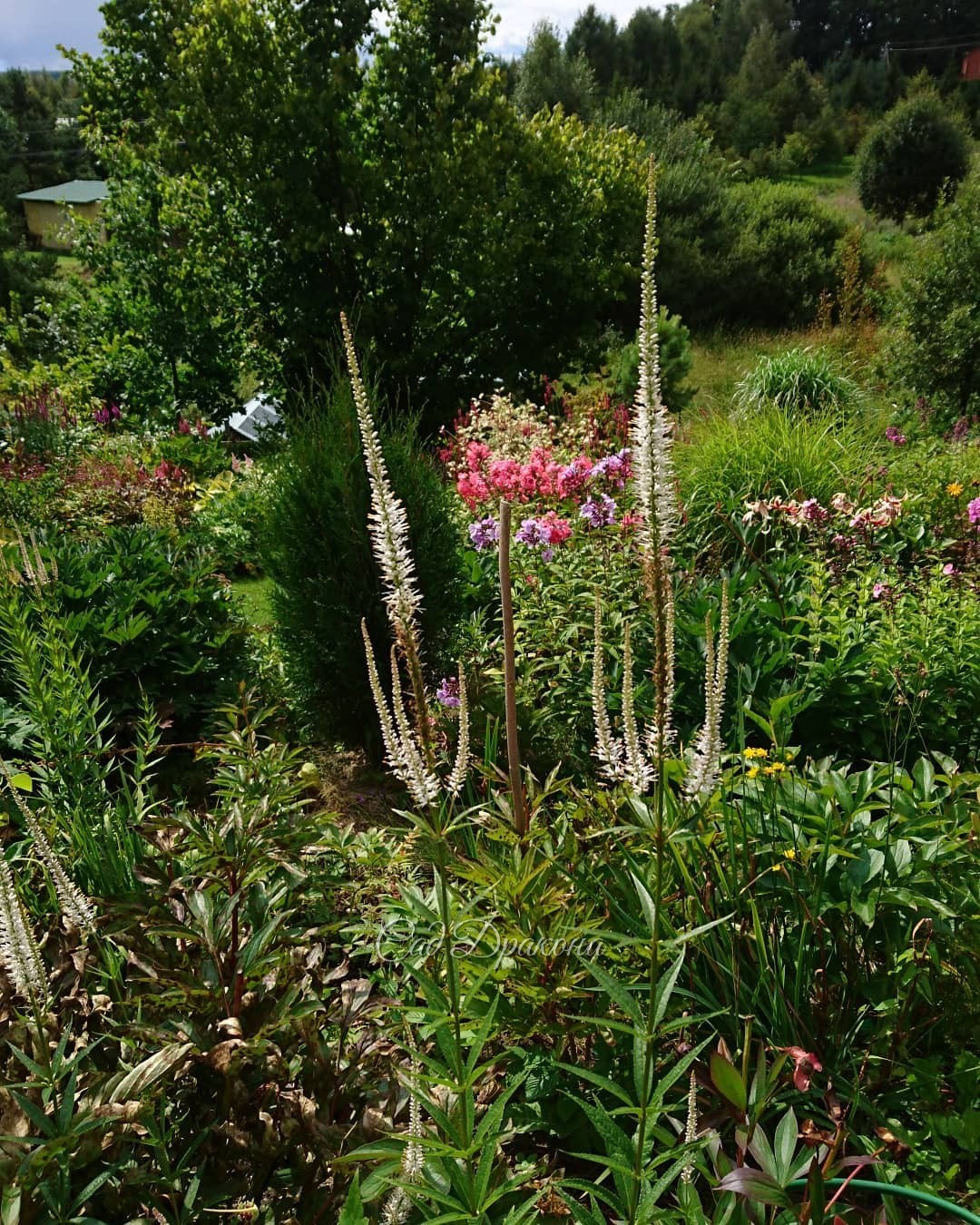 Лилия "Шехерезада" и несколько картинок нижнего сада. 🌺🌧🌾🌼 Ненастное небо, 💜 иногда проглядывает солнце, ☀ и внезапно налетают дожди 🌧🌈🌧 Всё это создаёт динамичный пейзаж 😍😁☔️🌤