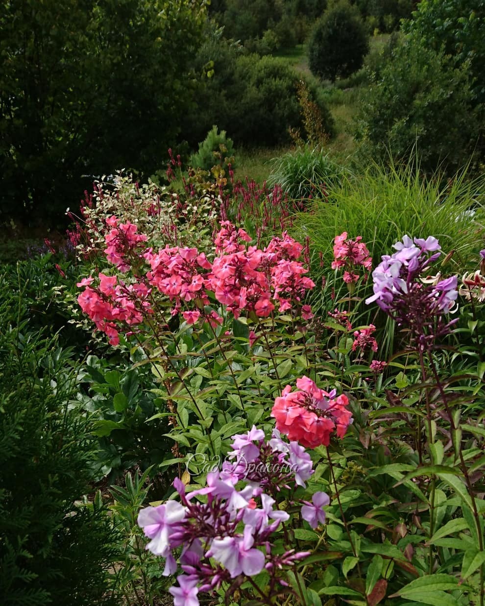 Лилия "Шехерезада" и несколько картинок нижнего сада. 🌺🌧🌾🌼 Ненастное небо, 💜 иногда проглядывает солнце, ☀ и внезапно налетают дожди 🌧🌈🌧 Всё это создаёт динамичный пейзаж 😍😁☔️🌤