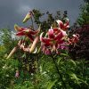 Лилия "Шехерезада" и несколько картинок нижнего сада. 🌺🌧🌾🌼 Ненастное небо, 💜 иногда проглядывает солнце, ☀ и внезапно налетают дожди 🌧🌈🌧 Всё это создаёт динамичный пейзаж 😍😁☔️🌤