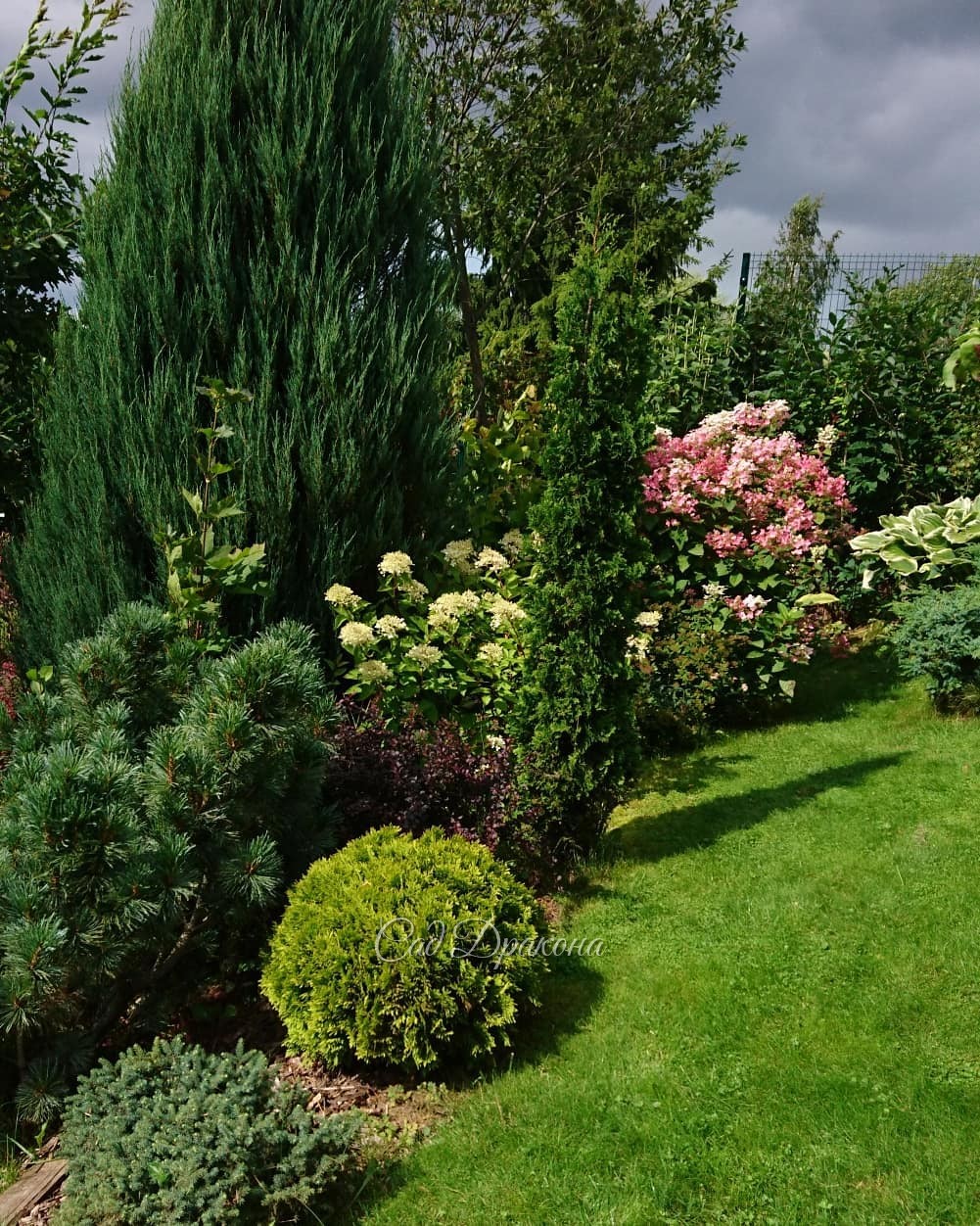 Хвойная группа с гортензиями 🌲💐 - этот уголок возле беседки становится нарядным во второй половине лета. 💐🌼 Любимая ранняя Early Sensation цветёт уже давно, и вся порозовела. 🌼 Phantom только зацветает. 💐 Шартрезный шарик Mirjam, кедровый стланник и барба