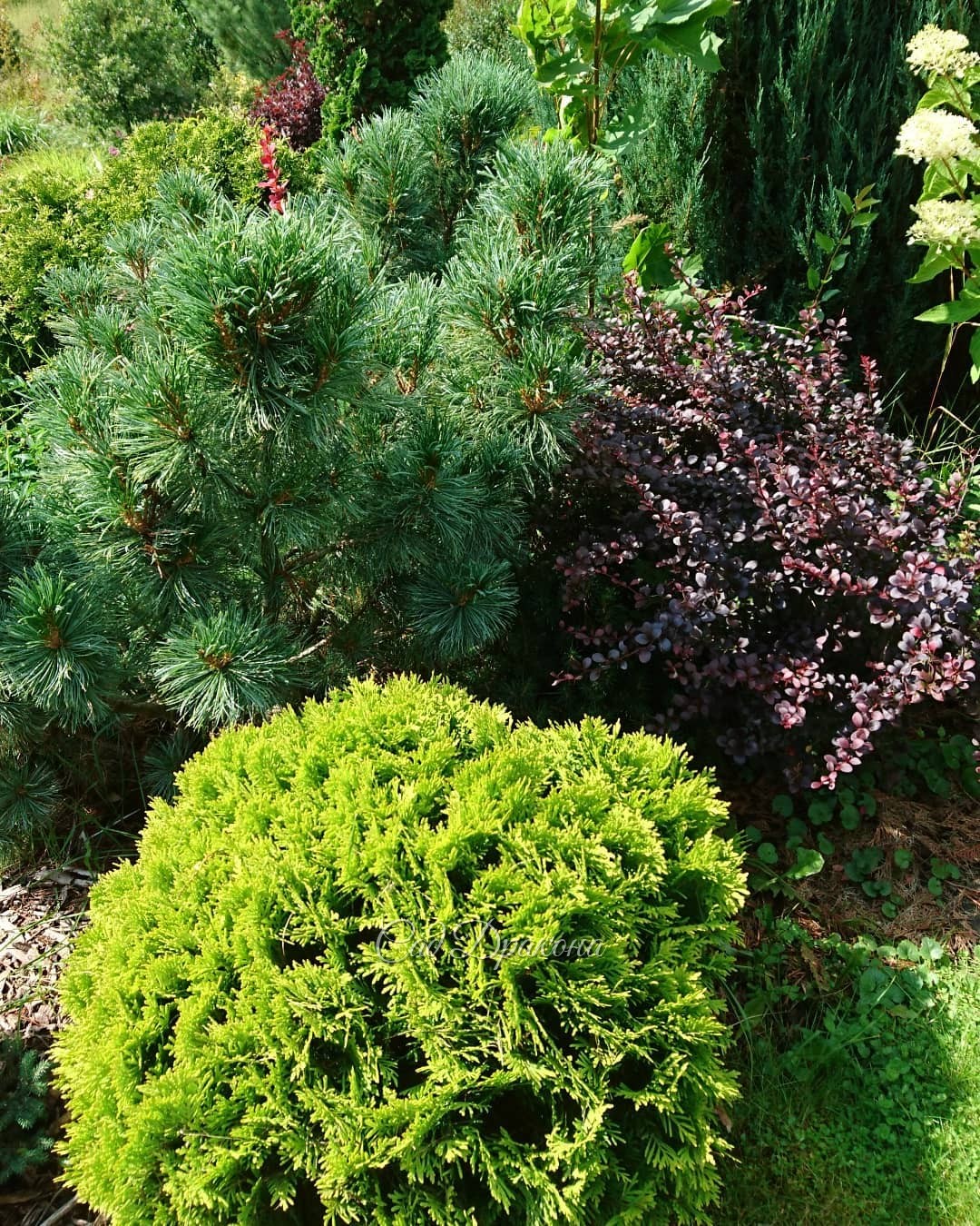 Хвойная группа с гортензиями 🌲💐 - этот уголок возле беседки становится нарядным во второй половине лета. 💐🌼 Любимая ранняя Early Sensation цветёт уже давно, и вся порозовела. 🌼 Phantom только зацветает. 💐 Шартрезный шарик Mirjam, кедровый стланник и барба