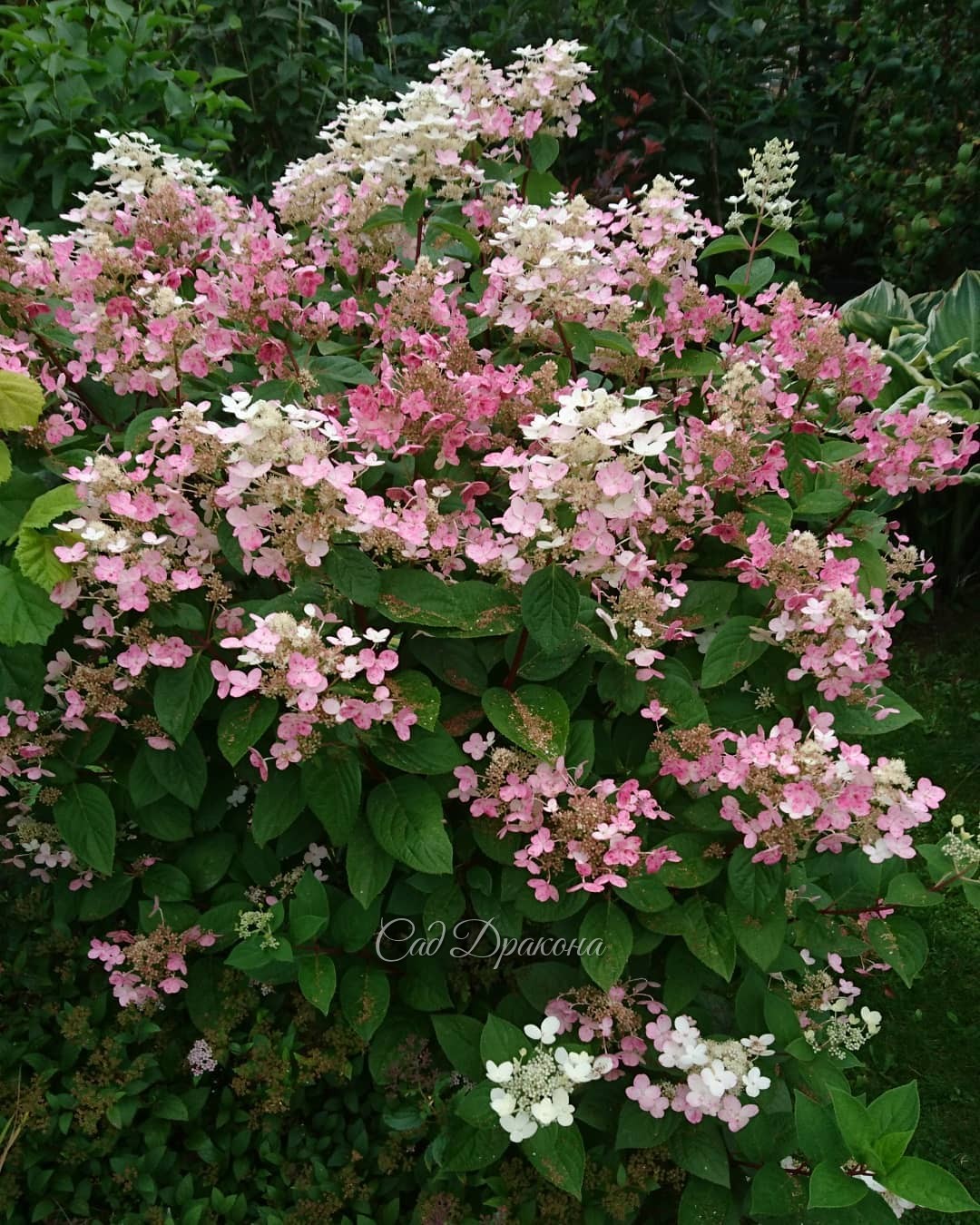 Хвойная группа с гортензиями 🌲💐 - этот уголок возле беседки становится нарядным во второй половине лета. 💐🌼 Любимая ранняя Early Sensation цветёт уже давно, и вся порозовела. 🌼 Phantom только зацветает. 💐 Шартрезный шарик Mirjam, кедровый стланник и барба