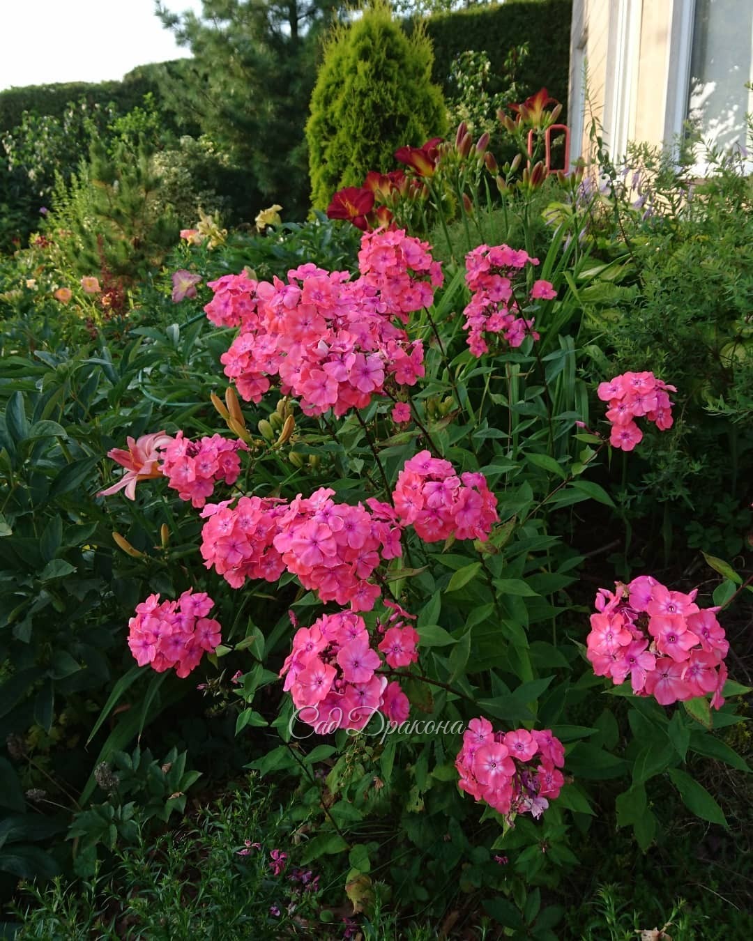 Флоксы! 🌸🌸🌸 3 последних фото - в сумерках 💜 💜 💜 Не все сорта, что мы сажали, сохранились. Тяжёлая глина, нехватка воды, и, что скрывать - конкурирующие сорняки... 🤦‍♀️🌱🌱 Флоксам у нас приходится порой несладко. 🤗 Так что, те сорта, что растут, прошли отбо