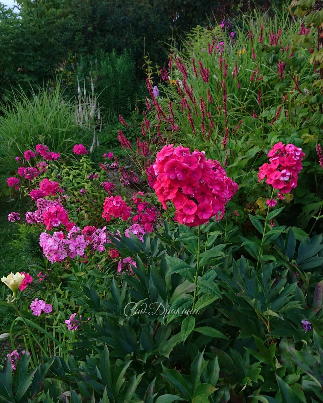 Флоксы! 🌸🌸🌸 3 последних фото - в сумерках 💜 💜 💜 Не все сорта, что мы сажали, сохранились. Тяжёлая глина, нехватка воды, и, что скрывать - конкурирующие сорняки... 🤦‍♀️🌱🌱 Флоксам у нас приходится порой несладко. 🤗 Так что, те сорта, что растут, прошли отбо