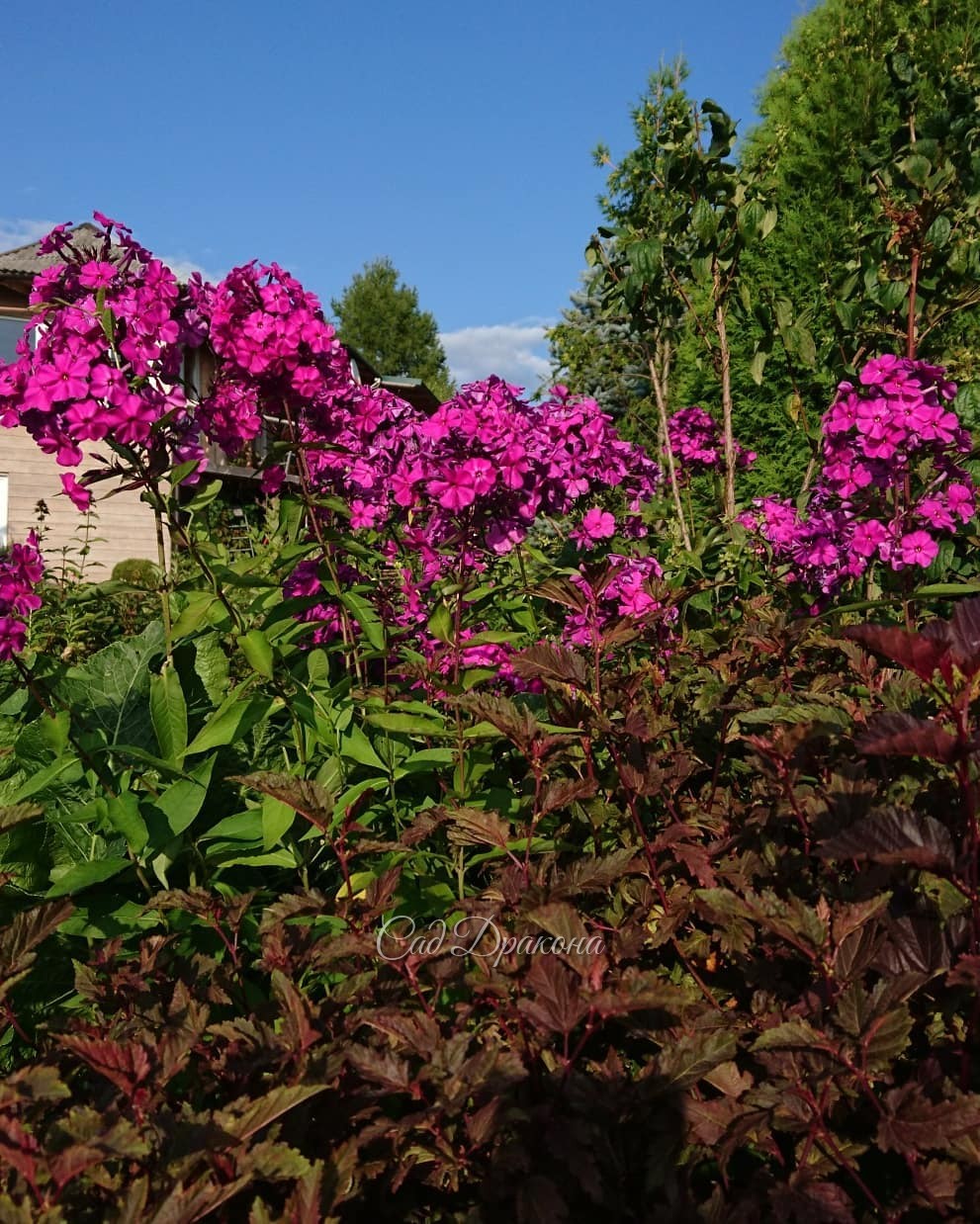 Флоксы! 🌸🌸🌸 3 последних фото - в сумерках 💜 💜 💜 Не все сорта, что мы сажали, сохранились. Тяжёлая глина, нехватка воды, и, что скрывать - конкурирующие сорняки... 🤦‍♀️🌱🌱 Флоксам у нас приходится порой несладко. 🤗 Так что, те сорта, что растут, прошли отбо