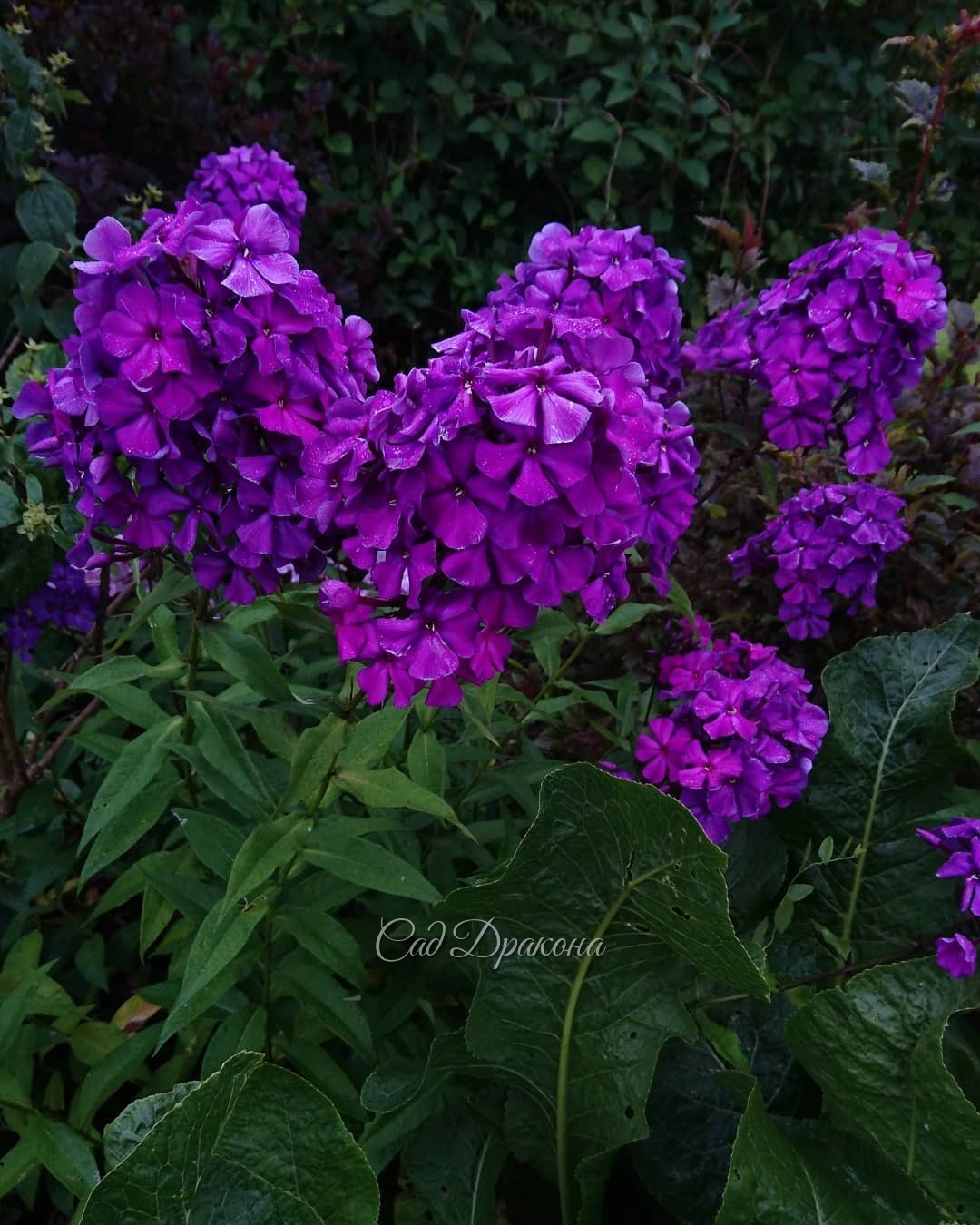 Флоксы! 🌸🌸🌸 3 последних фото - в сумерках 💜 💜 💜 Не все сорта, что мы сажали, сохранились. Тяжёлая глина, нехватка воды, и, что скрывать - конкурирующие сорняки... 🤦‍♀️🌱🌱 Флоксам у нас приходится порой несладко. 🤗 Так что, те сорта, что растут, прошли отбо