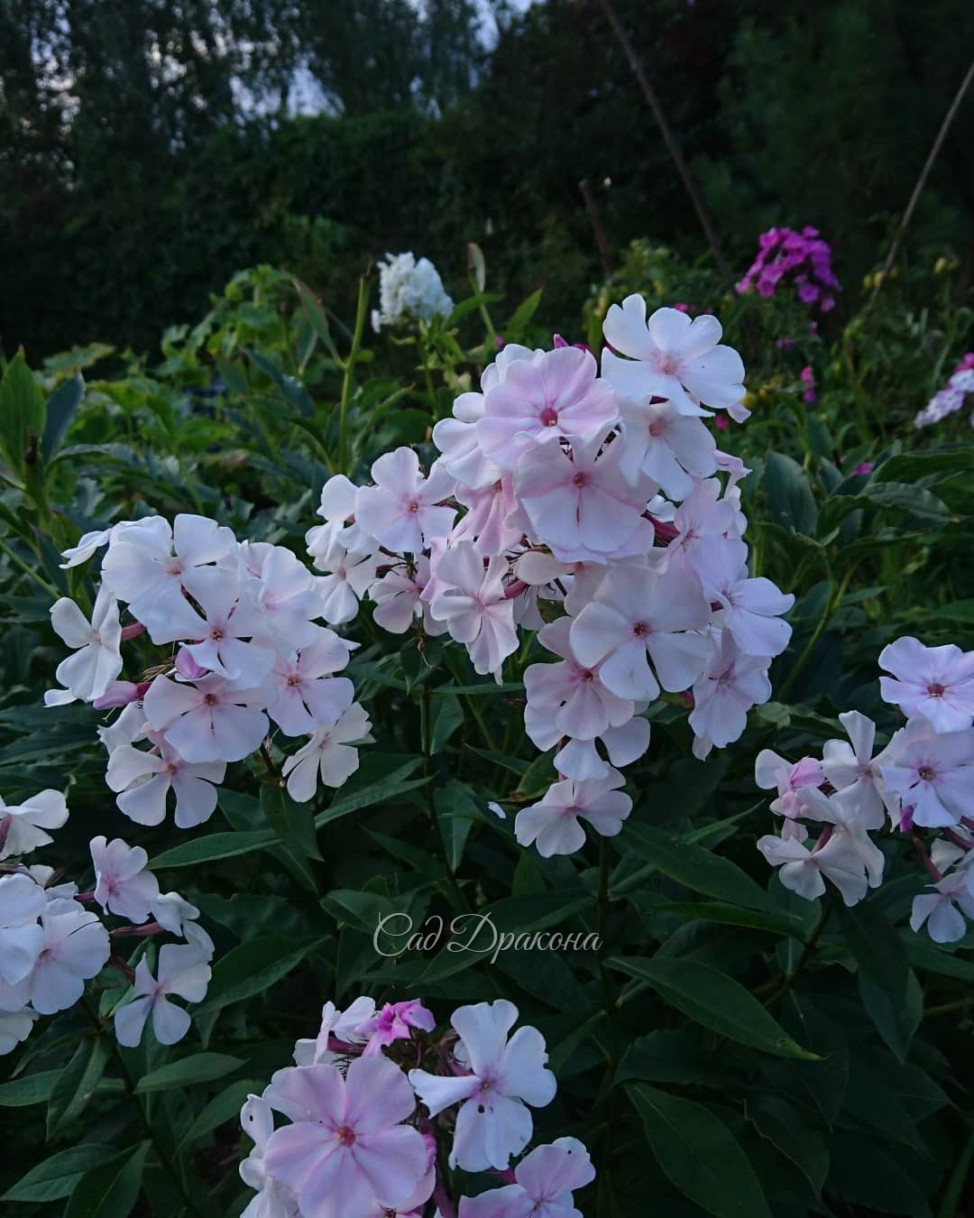 Флоксы! 🌸🌸🌸 3 последних фото - в сумерках 💜 💜 💜 Не все сорта, что мы сажали, сохранились. Тяжёлая глина, нехватка воды, и, что скрывать - конкурирующие сорняки... 🤦‍♀️🌱🌱 Флоксам у нас приходится порой несладко. 🤗 Так что, те сорта, что растут, прошли отбо