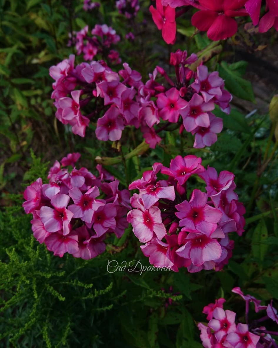 Флоксы! 🌸🌸🌸 3 последних фото - в сумерках 💜 💜 💜 Не все сорта, что мы сажали, сохранились. Тяжёлая глина, нехватка воды, и, что скрывать - конкурирующие сорняки... 🤦‍♀️🌱🌱 Флоксам у нас приходится порой несладко. 🤗 Так что, те сорта, что растут, прошли отбо