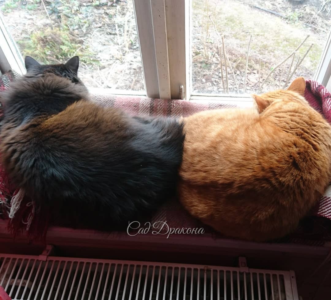😻😻💞 Сегодня, во всемирный день котов очень захотелось показать эту мирную картину и пожелать всем гармонии! 😄 🐾🐾🙌☀💫💫💞💞