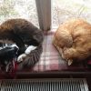😻😻💞 Сегодня, во всемирный день котов очень захотелось показать эту мирную картину и пожелать всем гармонии! 😄 🐾🐾🙌☀💫💫💞💞