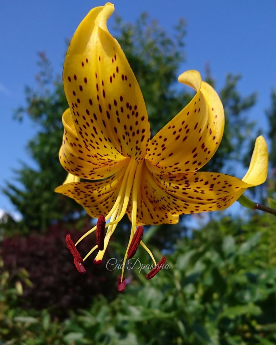 Солнечная лилия Лейхтлина ☀💛 - в пику промозглой погоде.🌧💧 Lillium Leichtlinii 🌻 Видовая лилия, небольшая, очень изящная. 💫 В Японии культивируется как овощ 😋