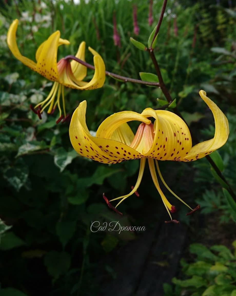 Солнечная лилия Лейхтлина ☀💛 - в пику промозглой погоде.🌧💧 Lillium Leichtlinii 🌻 Видовая лилия, небольшая, очень изящная. 💫 В Японии культивируется как овощ 😋