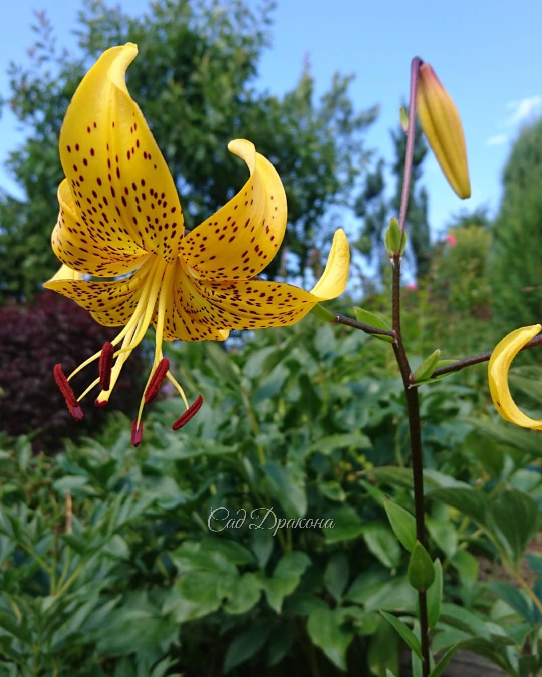 Солнечная лилия Лейхтлина ☀💛 - в пику промозглой погоде.🌧💧 Lillium Leichtlinii 🌻 Видовая лилия, небольшая, очень изящная. 💫 В Японии культивируется как овощ 😋