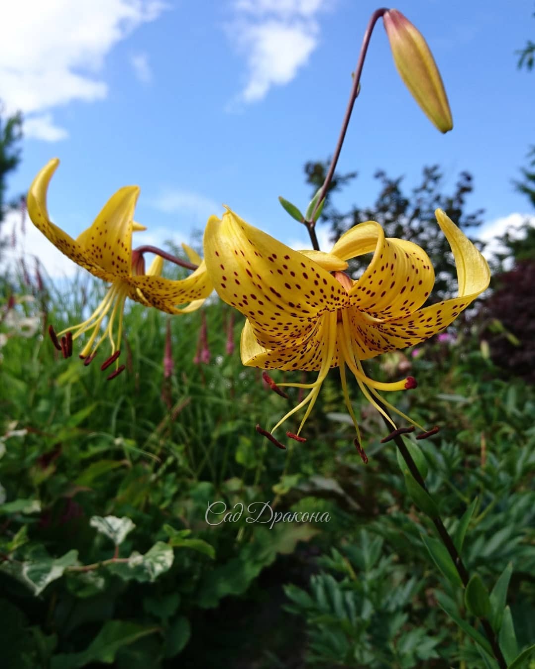 Солнечная лилия Лейхтлина ☀💛 - в пику промозглой погоде.🌧💧 Lillium Leichtlinii 🌻 Видовая лилия, небольшая, очень изящная. 💫 В Японии культивируется как овощ 😋