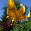 Солнечная лилия Лейхтлина ☀💛 - в пику промозглой погоде.🌧💧 Lillium Leichtlinii 🌻 Видовая лилия, небольшая, очень изящная. 💫 В Японии культивируется как овощ 😋