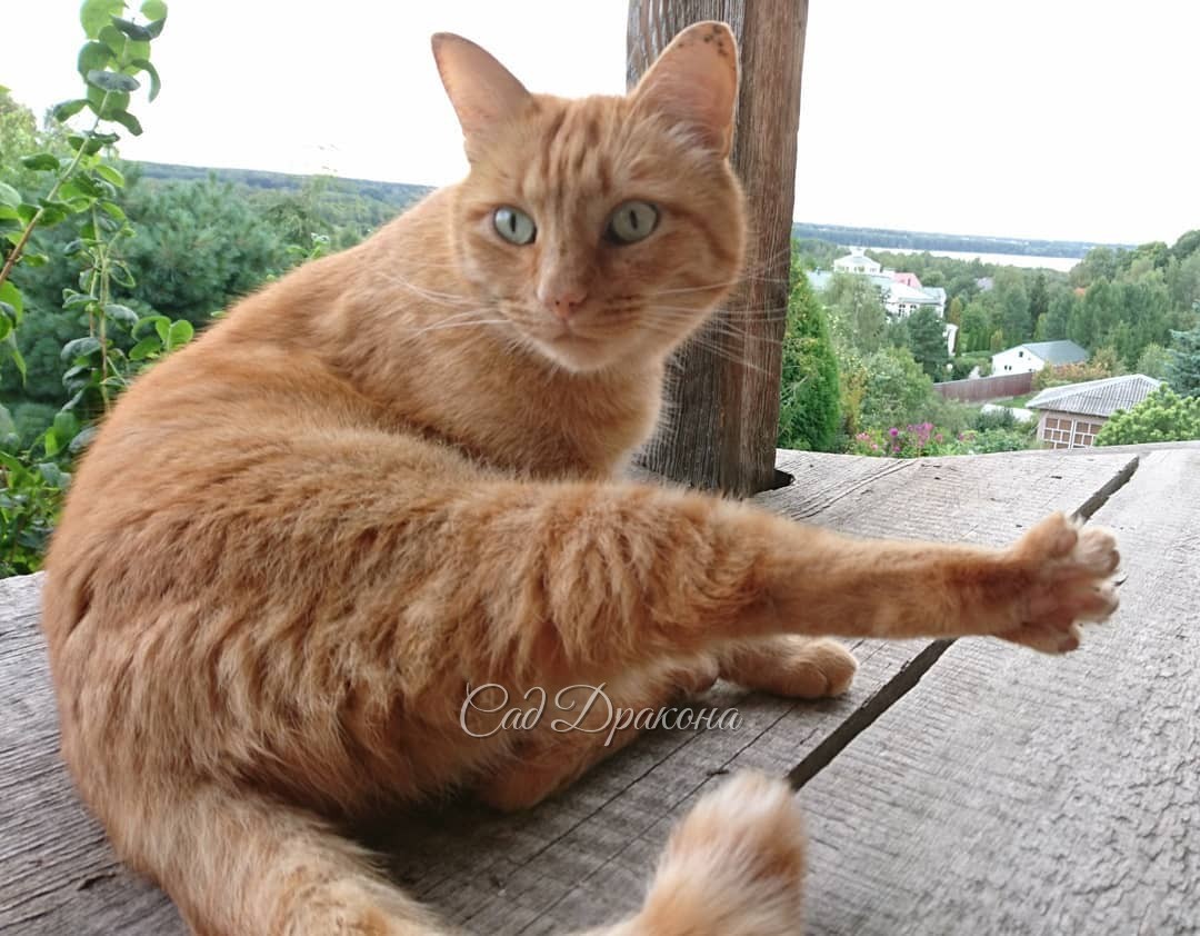 Фотосессия Персика на террасе 😻 Он любит там полежать - сверху видно всё 🤗