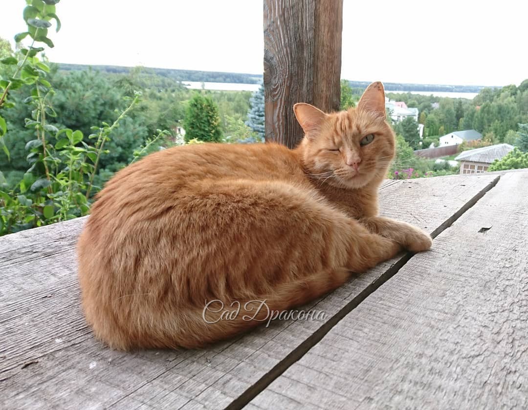 Фотосессия Персика на террасе 😻 Он любит там полежать - сверху видно всё 🤗
