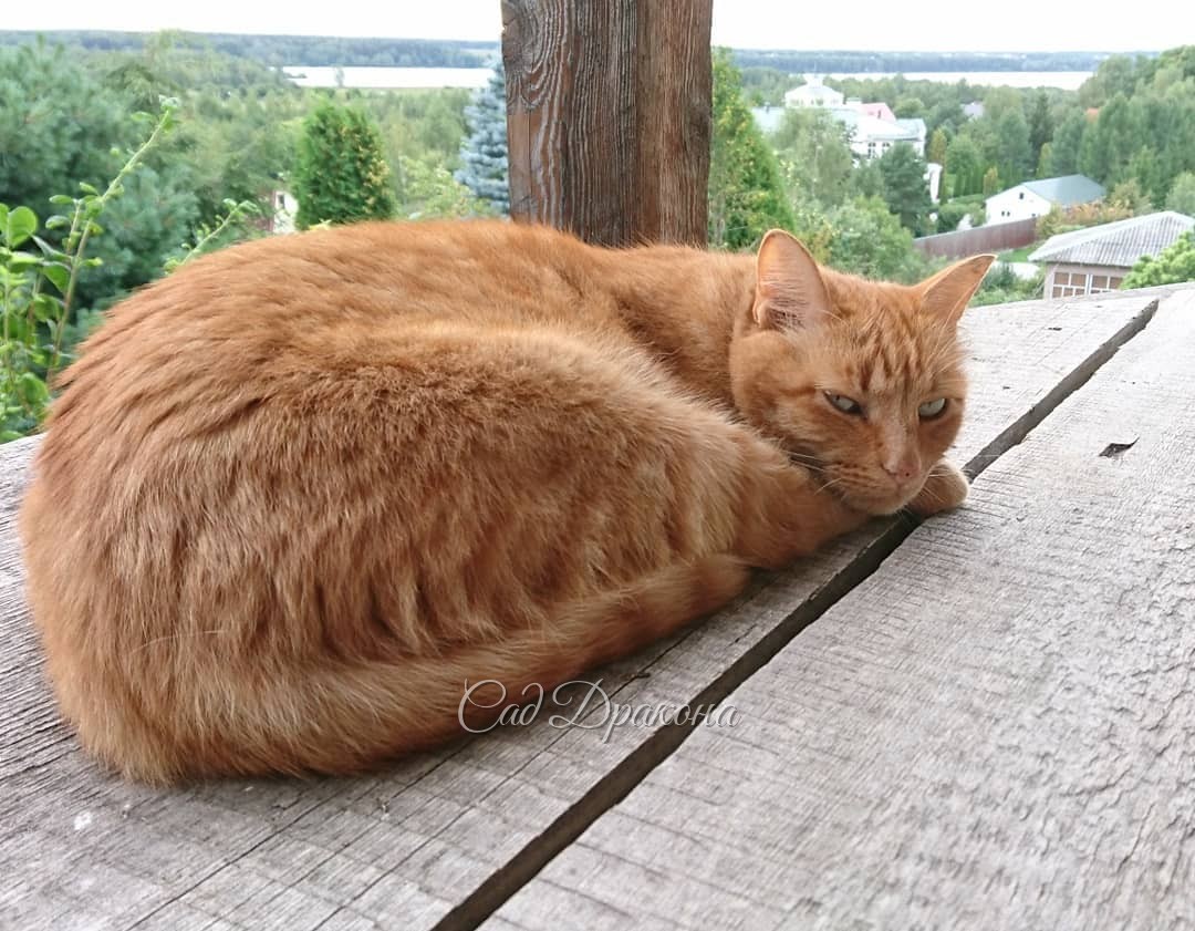 Фотосессия Персика на террасе 😻 Он любит там полежать - сверху видно всё 🤗