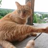 Фотосессия Персика на террасе 😻 Он любит там полежать - сверху видно всё 🤗