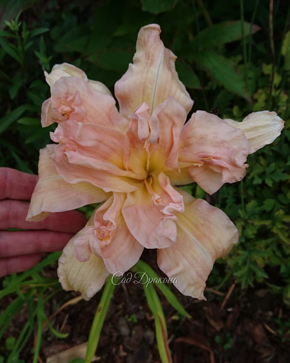 Лилейники на большой поляне 🌺