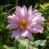 Анемона Mont Rose, и другие цветы этого утра, которое обещает нам ещё один чудесный, тёплый, солнечный день ☀🌸💐🌻 Лето продолжается! 😉☀🍀😁🙌