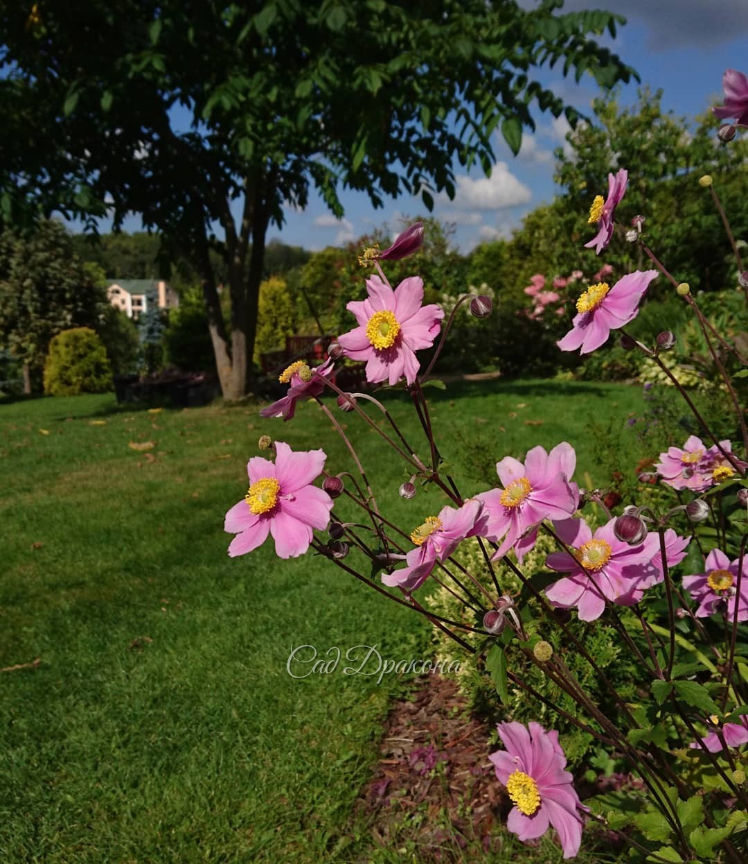 🌼🌼🌼🌤☀️ Греемся 😊 Даже пришлось полить газон 💦 💦 🌱🌱🌱