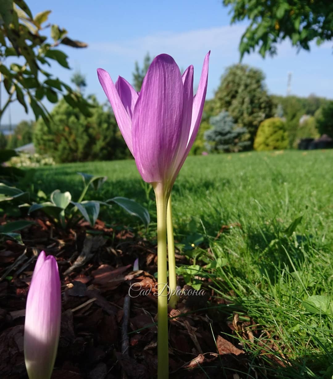 Колхикумы сегодня: видовой только зацветает (Colchicum automnalis), Alba в полном цвету, сорт Princess Astrid отцветает. 🌼 Все - от бутончика до упавшего цветка, - осеннее чудо... В эти тёплые, ясные дни... 💓