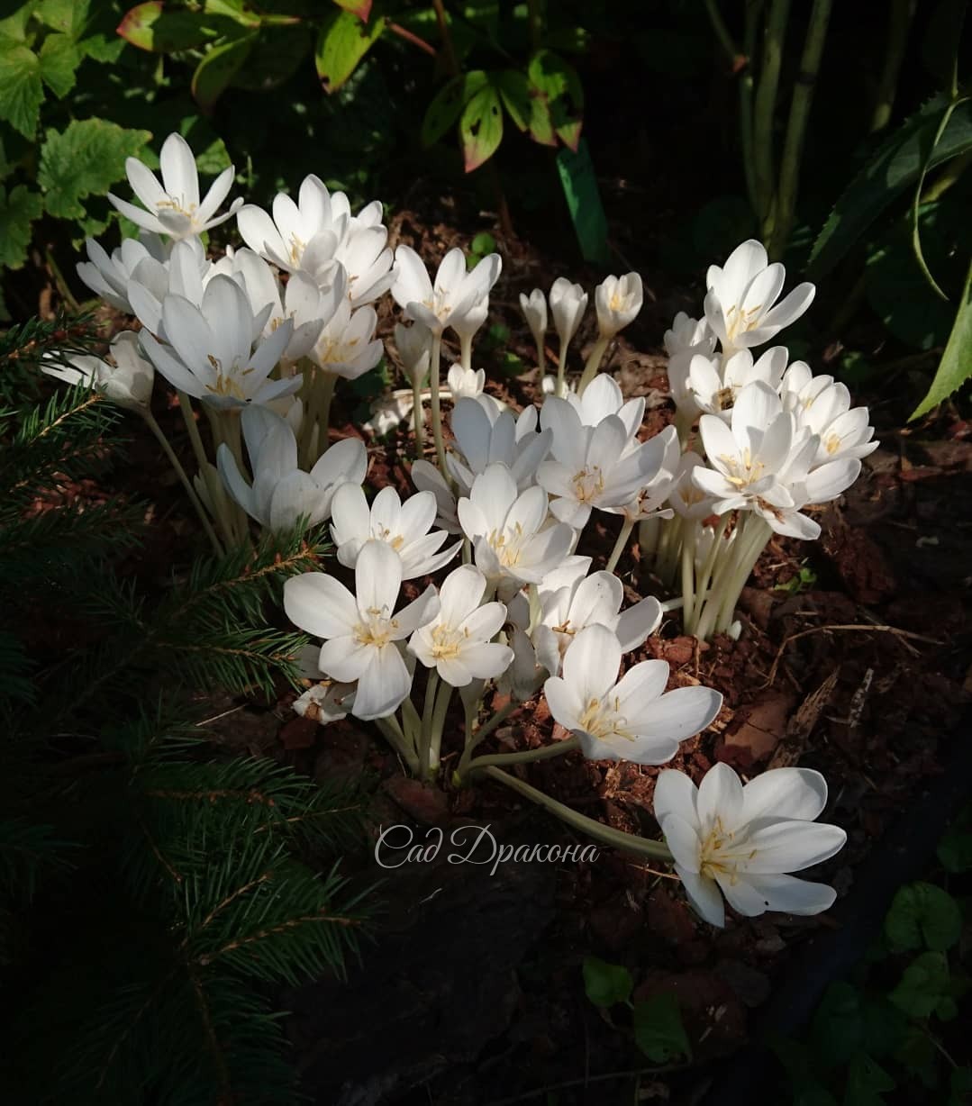 Колхикумы сегодня: видовой только зацветает (Colchicum automnalis), Alba в полном цвету, сорт Princess Astrid отцветает. 🌼 Все - от бутончика до упавшего цветка, - осеннее чудо... В эти тёплые, ясные дни... 💓