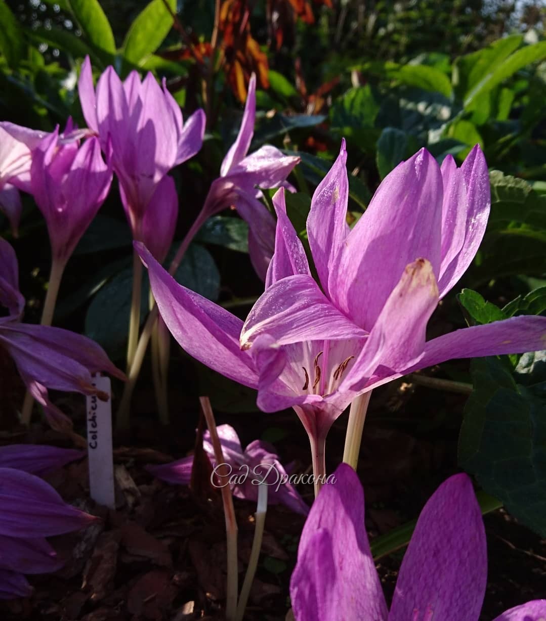 Колхикумы сегодня: видовой только зацветает (Colchicum automnalis), Alba в полном цвету, сорт Princess Astrid отцветает. 🌼 Все - от бутончика до упавшего цветка, - осеннее чудо... В эти тёплые, ясные дни... 💓