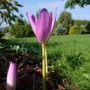 Колхикумы сегодня: видовой только зацветает (Colchicum automnalis), Alba в полном цвету, сорт Princess Astrid отцветает. 🌼 Все - от бутончика до упавшего цветка, - осеннее чудо... В эти тёплые, ясные дни... 💓