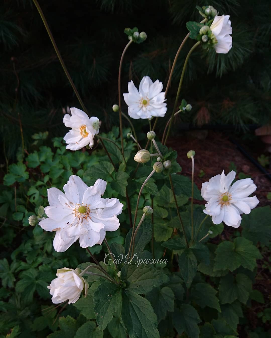 Анемоны, красавицы осени.? Anemone Whirlwind ?