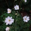 Анемоны, красавицы осени.💫 Anemone Whirlwind 🌿