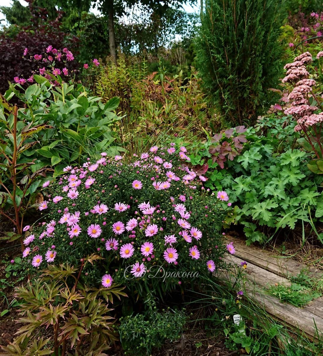 Астры, анемоны, седумы, - это сентябрь ... 😎😁🌸🌼☀🌾