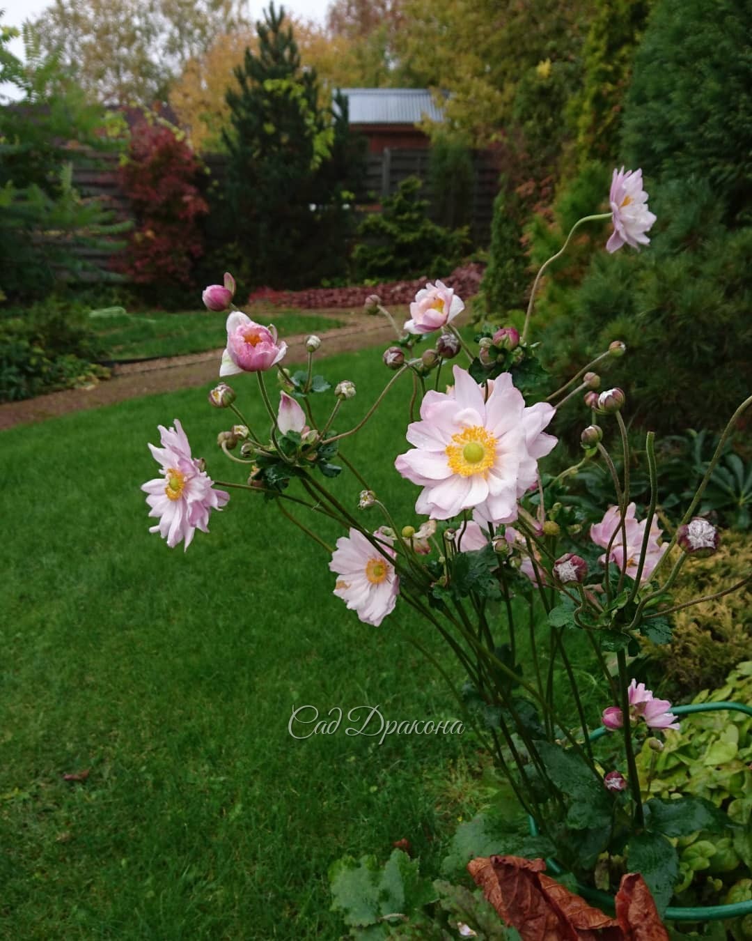 Светлая радость в дождливом осеннем дне 🍂🌧 - анемона японская. 💖 Нежные махровые головки кивают нам у калитки. 🌼 Она цветёт уже больше месяца, и, если не грянет мороз, ❄️ то поцветёт ещё - бутонов много! 🌸😊