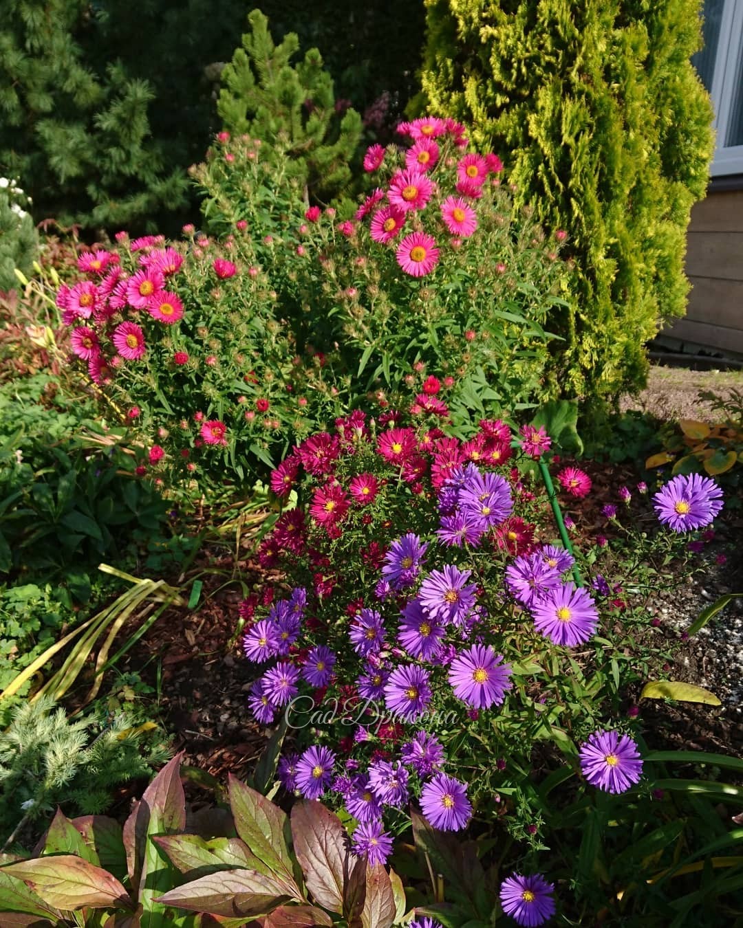 Утро и вечер - разный свет 🌸🌼💜 Весь день был прекрасный! ☀🍁💫