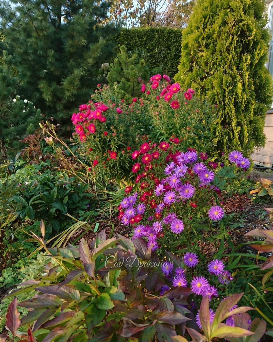 Утро и вечер - разный свет 🌸🌼💜 Весь день был прекрасный! ☀🍁💫