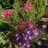 Утро и вечер - разный свет 🌸🌼💜 Весь день был прекрасный! ☀🍁💫