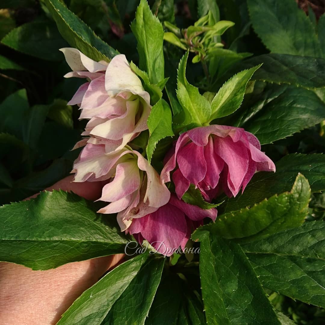 Расцвёл морозник 🌸 Как будто весна 🌿🌿🌿