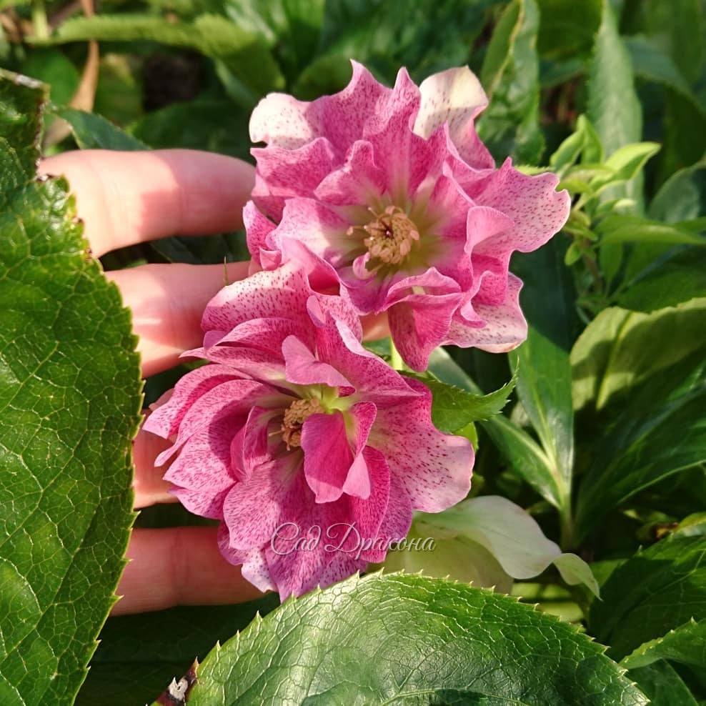 Расцвёл морозник 🌸 Как будто весна 🌿🌿🌿