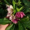 Расцвёл морозник 🌸 Как будто весна 🌿🌿🌿
