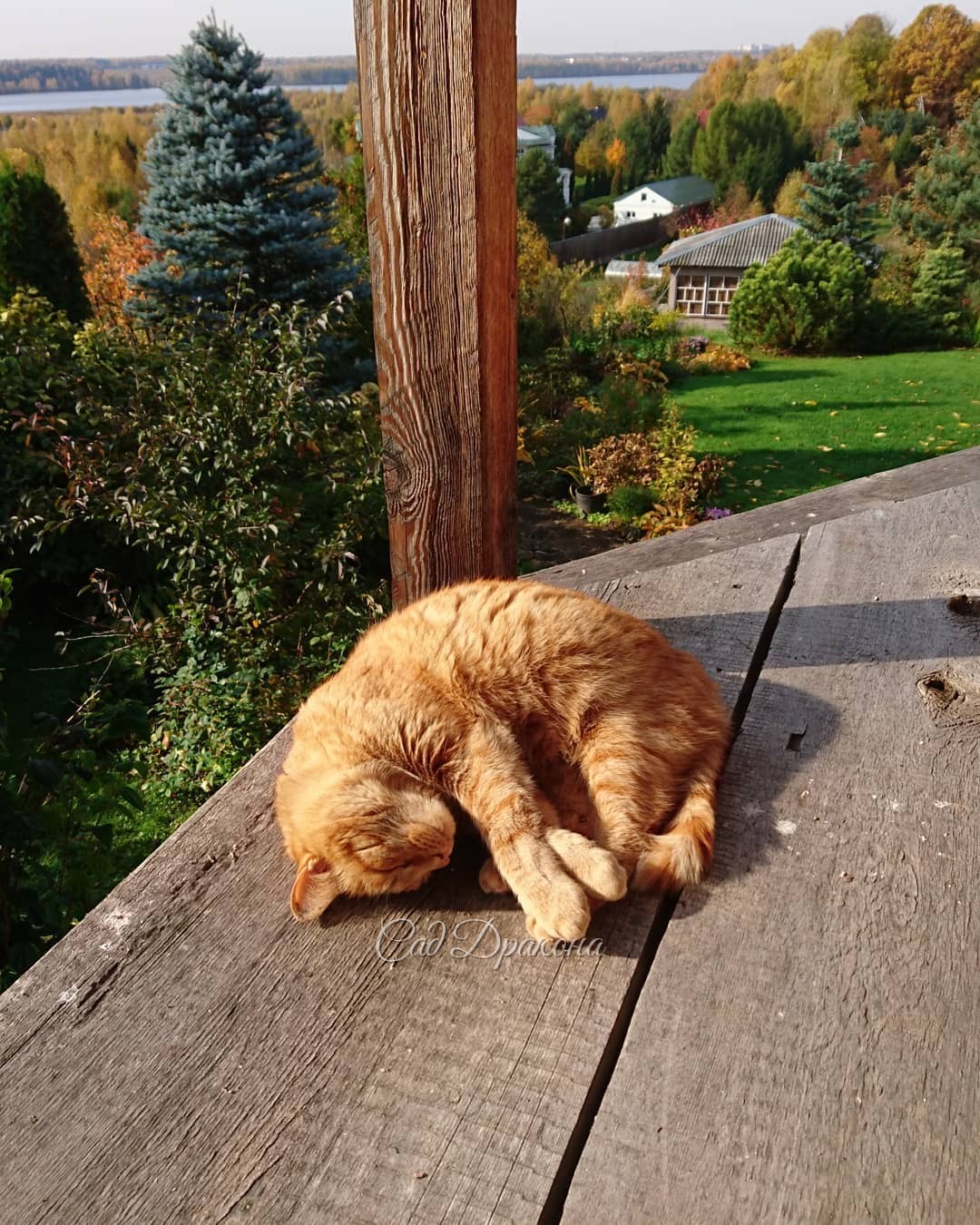 Такую осень все мы любим ☀😻🍁😊 Сейчас нас ждут мокрые и холодные дни, 💧❄️ но тепло же может потом вернуться? 😉🙏☀