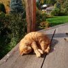 Такую осень все мы любим ☀😻🍁😊 Сейчас нас ждут мокрые и холодные дни, 💧❄️ но тепло же может потом вернуться? 😉🙏☀