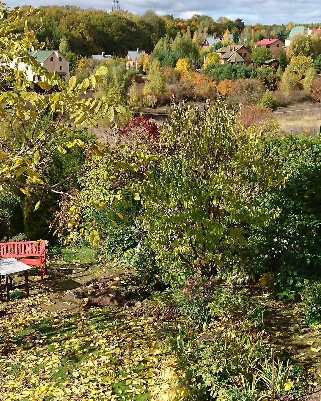 В этом году всё рано облетает 🍂🍂🍂 Прошлой осенью в этот же день - листайте! - и орех был с листьями, и амурская сирень зелёная, и дубовая роща на горизонте только тронута желтизной 🌳 И орех этот Женя в маечке пилил 👕😅 Хочется, чтоб всегда была такая осень