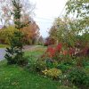 Никто теперь не заблудится, разыскивая в деревне наш дом 🏡 Потому, что у калитки торчит такая странная, но любимая ёлка Lucky Strike 🌲😄 Год минул с её пересадки - можно сказать, что прижилась. 💚 Жителям деревни нравится, говорят, "Забавная" 🤗🌲