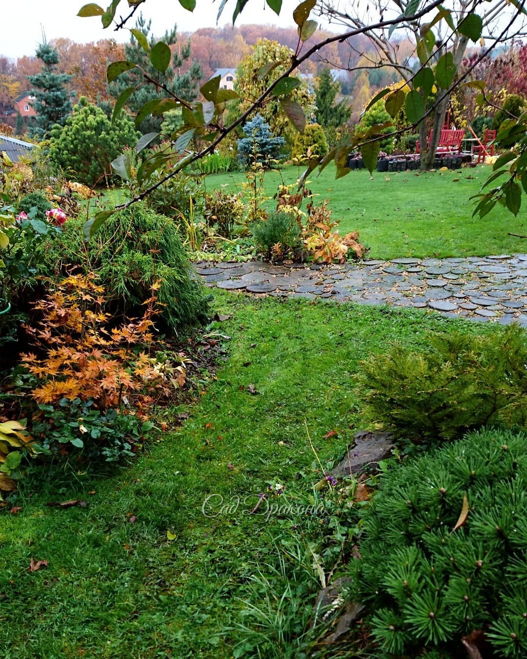 Мокрый, мокрый, мокрый сад 💧 Облетает японский клён... 🍁