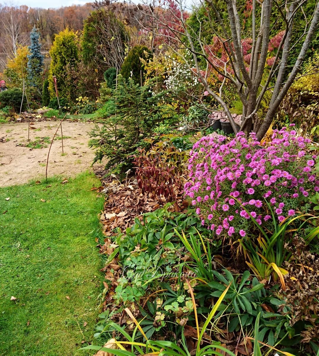 Вам не кажется, что астра по форме напоминает сердце? 💗 😍 Такой сердечный привет от осени всем 🤗🌸💖💞🍁