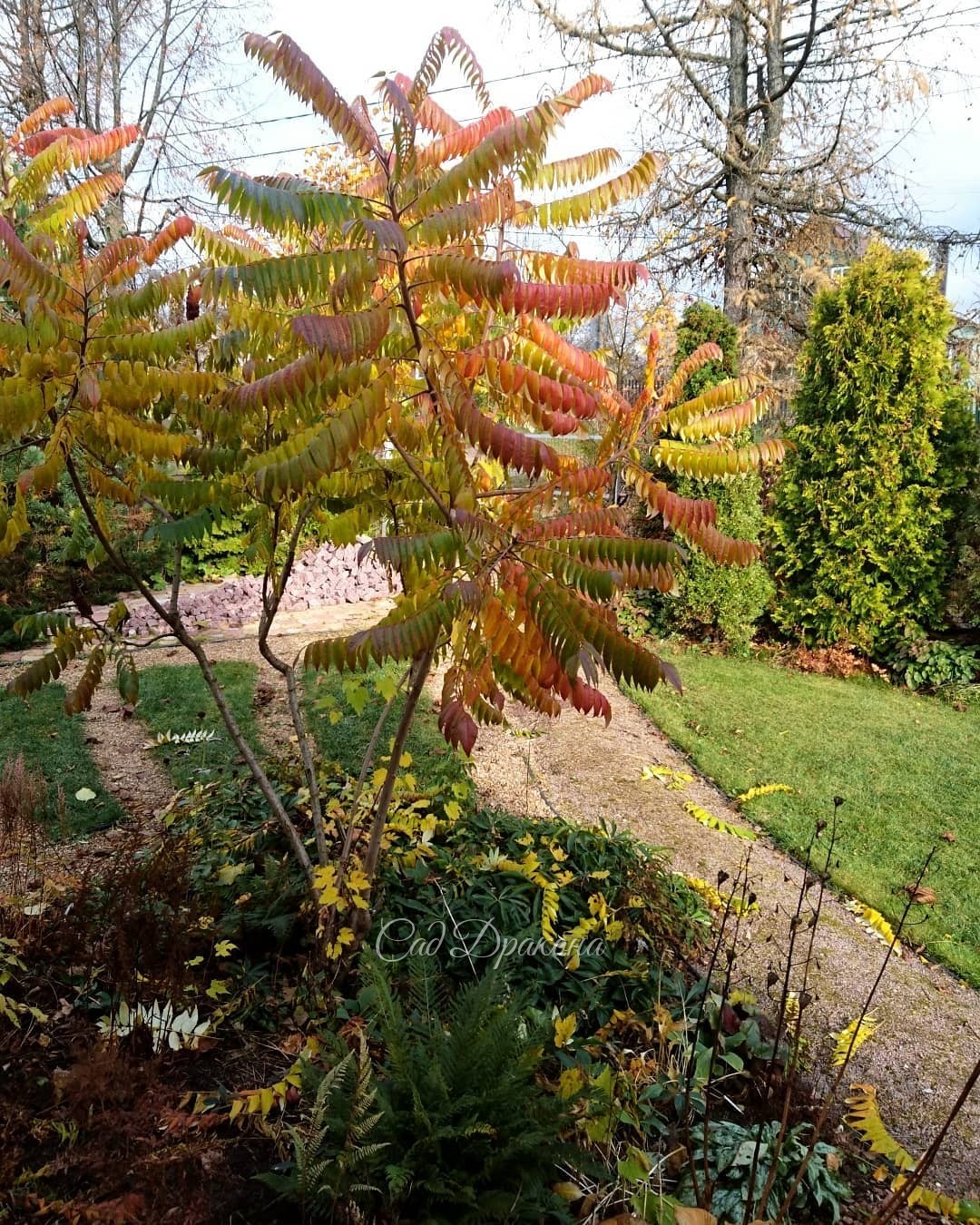 Мы вернулись, 🛬 нас встретил разноцветный сумах 🍁💛🍂 Он всегда оставался зелёным до морозов, и мы думали, что так и будет. И ещё рядом один сюрприз - завтра покажу 💛 Чудеса этой осенью в саду! 😍