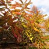 Мы вернулись, 🛬 нас встретил разноцветный сумах 🍁💛🍂 Он всегда оставался зелёным до морозов, и мы думали, что так и будет. И ещё рядом один сюрприз - завтра покажу 💛 Чудеса этой осенью в саду! 😍