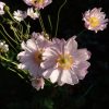 Анемона Mont Rose в утреннем косом солнце 🌄 Цвела 2 месяца, рекорд.🌼 Сегодня пасмурно и дождь, 🌧 тепло не вернётся, обещают снег. Последние тёплые "цветочные" деньки... 🌼🌸🍃